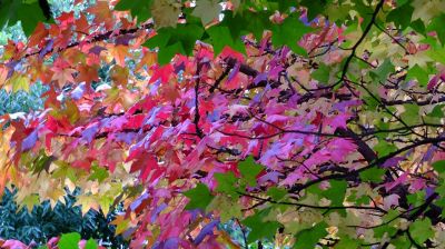 都筑ふれあいの丘の紅葉葉楓（アメリカフウ）
