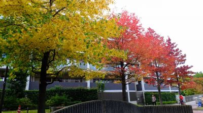 都筑ふれあいの丘の紅葉葉楓（アメリカフウ）
