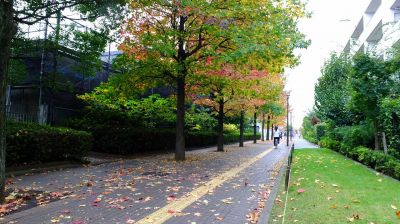 都筑ふれあいの丘の紅葉葉楓（アメリカフウ）
