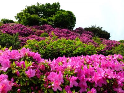 佐江戸のつつじ庭園（牧野さん）
