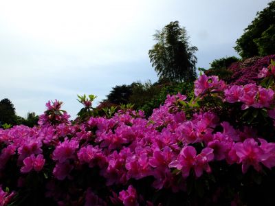 佐江戸のつつじ庭園（牧野さん）

