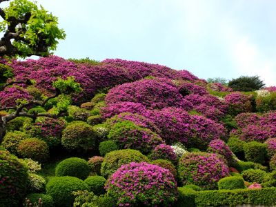 佐江戸のつつじ庭園（牧野さん）
