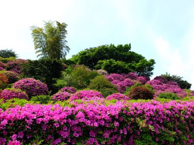佐江戸のつつじ庭園（牧野さん）
