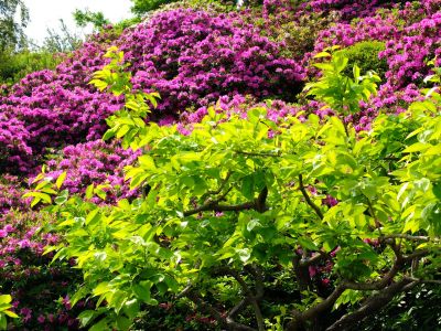 佐江戸のつつじ庭園（牧野さん）
