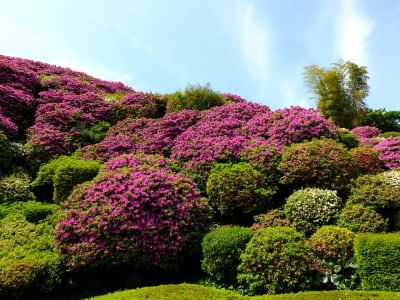 佐江戸のつつじ庭園（牧野さん）
