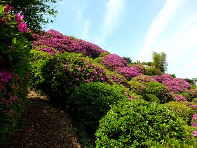 佐江戸のつつじ庭園（牧野さん）
