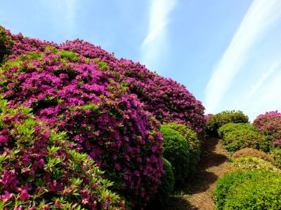 佐江戸のつつじ庭園（牧野さん）
