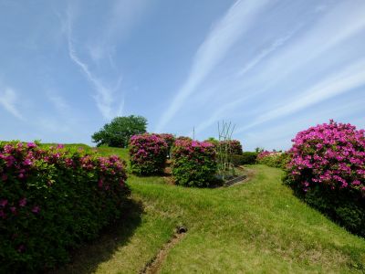佐江戸のつつじ庭園（牧野さん）
