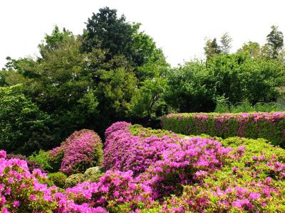 佐江戸のつつじ庭園（牧野さん）
