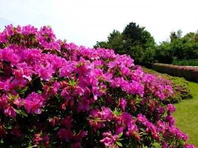 佐江戸のつつじ庭園（牧野さん）
