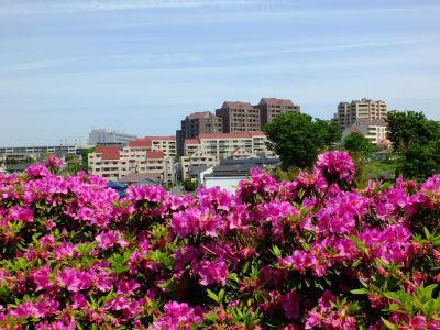 佐江戸のつつじ庭園（牧野さん）
