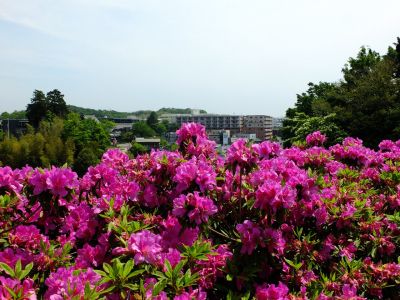 佐江戸のつつじ庭園（牧野さん）
