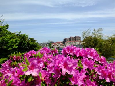 佐江戸のつつじ庭園（牧野さん）
