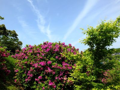 佐江戸のつつじ庭園（牧野さん）
