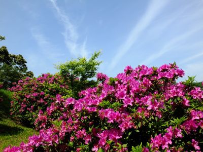 佐江戸のつつじ庭園（牧野さん）
