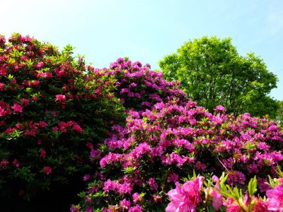 佐江戸のつつじ庭園（牧野さん）
