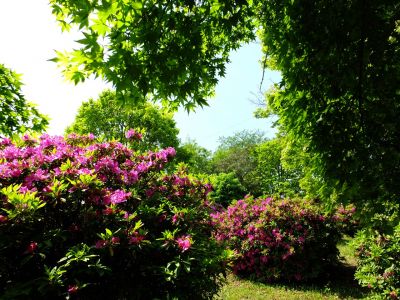 佐江戸のつつじ庭園（牧野さん）
