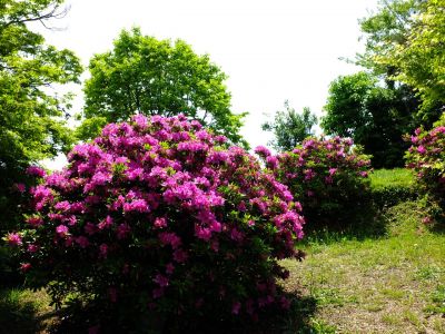 佐江戸のつつじ庭園（牧野さん）
