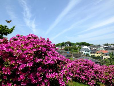 佐江戸のつつじ庭園（牧野さん）
