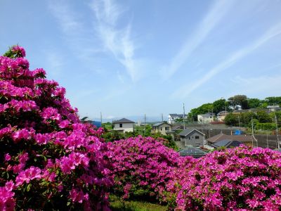 佐江戸のつつじ庭園（牧野さん）
