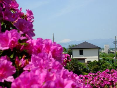 佐江戸のつつじ庭園（牧野さん）

