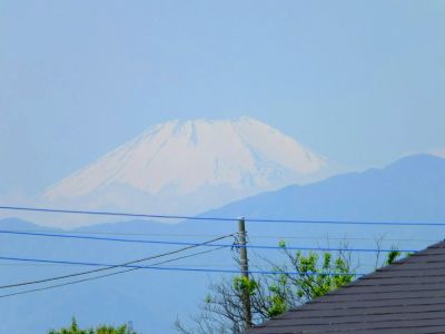 佐江戸のつつじ庭園（牧野さん）
