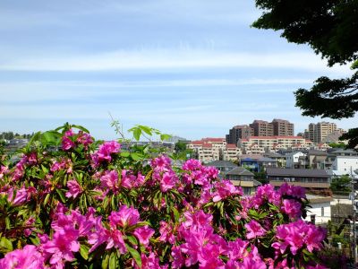 佐江戸のつつじ庭園（牧野さん）
