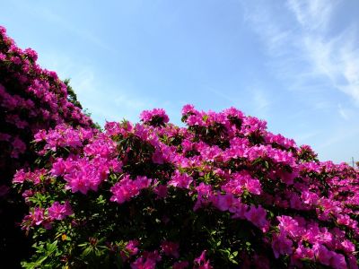 佐江戸のつつじ庭園（牧野さん）
