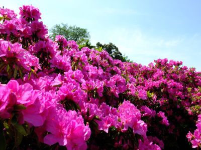 佐江戸のつつじ庭園（牧野さん）
