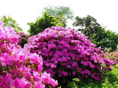 佐江戸のつつじ庭園（牧野さん）
