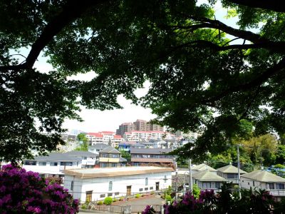 佐江戸のつつじ庭園（牧野さん）

