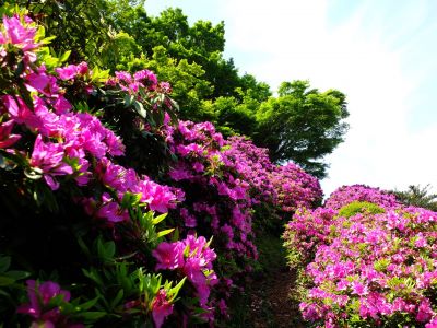 佐江戸のつつじ庭園（牧野さん）
