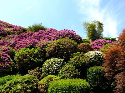 佐江戸のつつじ庭園（牧野さん）
