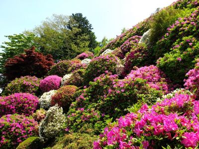 つつじ山
