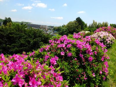 つつじ山
