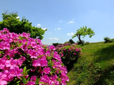 つつじ山
