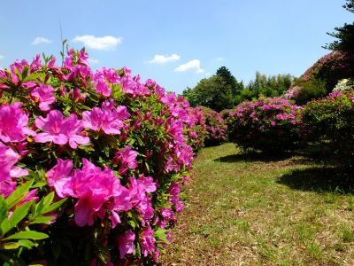 つつじ山
