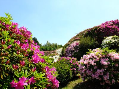 つつじ山
