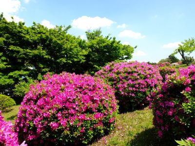 つつじ山
