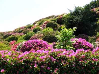 つつじ山
