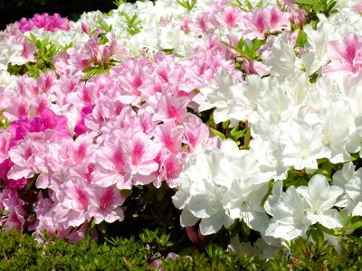 シンフォニックヒルズ
