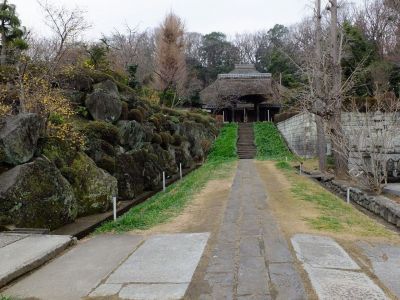 新羽　西方寺　蝋梅（ロウバイ）
