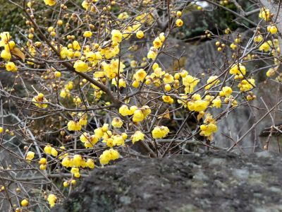 新羽　西方寺　蝋梅（ロウバイ）
