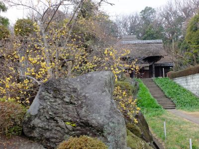 新羽　西方寺　蝋梅（ロウバイ）
