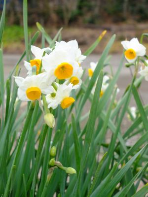 新羽　西方寺　水仙
