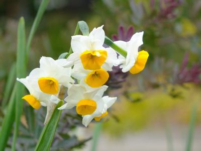 新羽　西方寺　水仙

