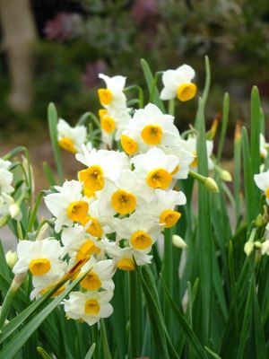 新羽　西方寺　水仙
