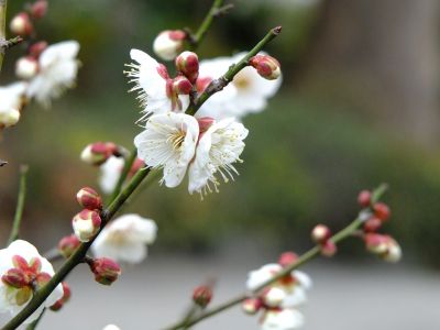 新羽　西方寺　白梅
