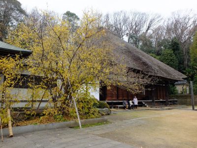 新羽　西方寺　蝋梅（ロウバイ）
