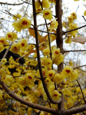 新羽　西方寺　蝋梅（ロウバイ）
